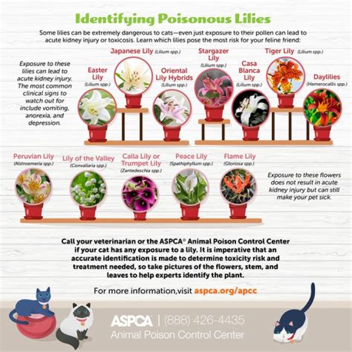 Are African lilies poisonous to cats?