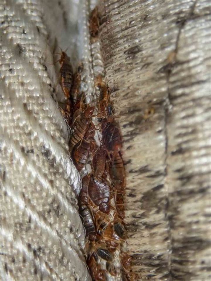 Are bed bugs usually in one room?