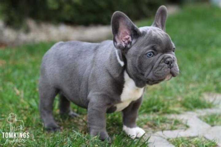 Are blue French bulldogs purebred?