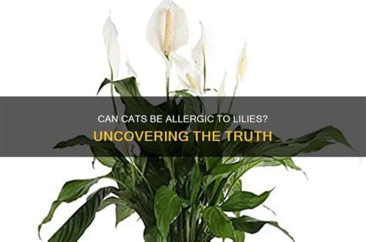Are cats allergic to calla lilies?