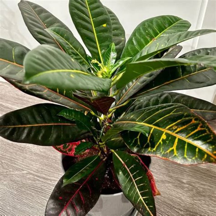 Are Croton plants good for the air?