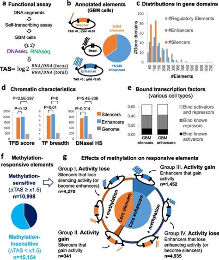 Are enhancers and silencers in prokaryotes?