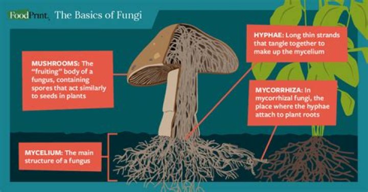 Are fungi plants?