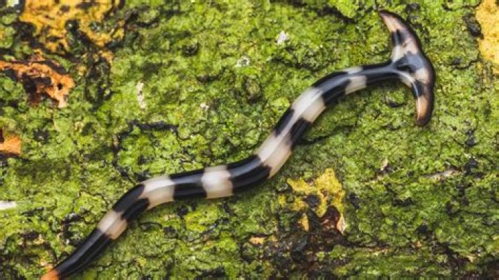 Are Hammerhead worms dangerous? | ContextResponse.com