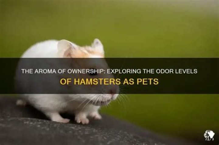 Are hamsters smelly pets?