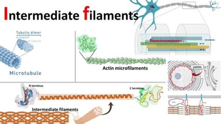 Are intermediate filaments found in plant cells?