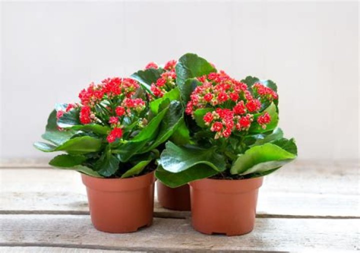 Are kalanchoe plants poisonous to humans?