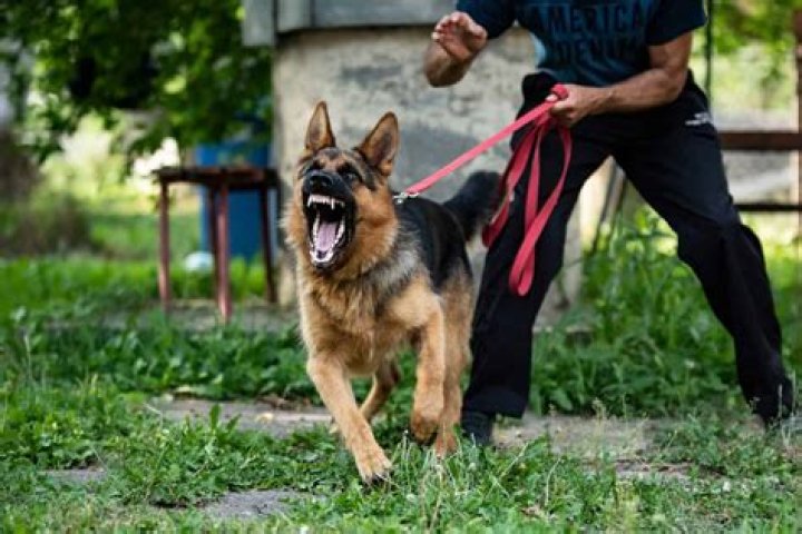 Are King Shepherds dangerous?