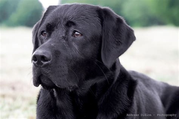Are Labradors from Canada?