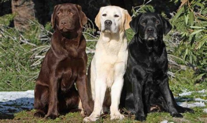 Are Labradors hypoallergenic?