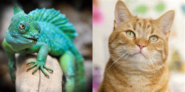 Are lizards harmful to cats?