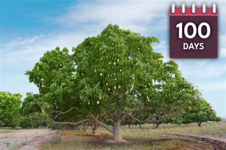 Are mango trees self pollinating?