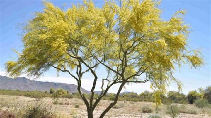 Are palo verde trees Evergreen?