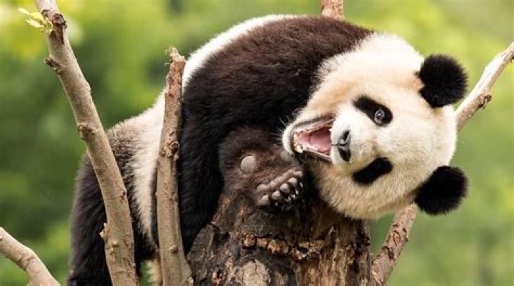 Are pandas friendly?
