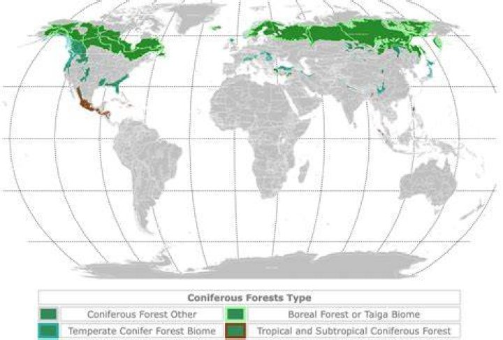 Are pine trees tropical? | ContextResponse.com