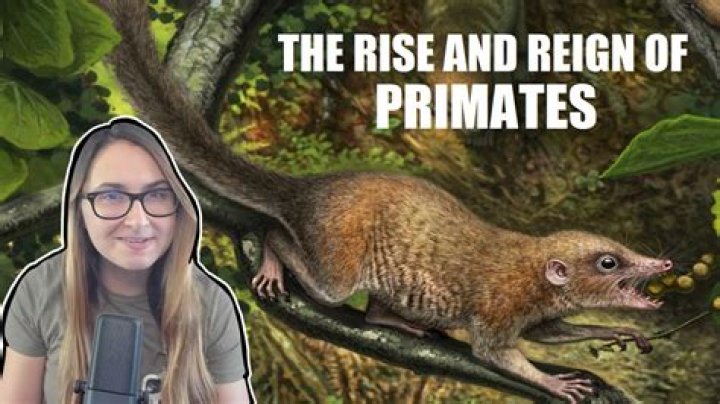 Are Plesiadapiforms primates? | ContextResponse.com