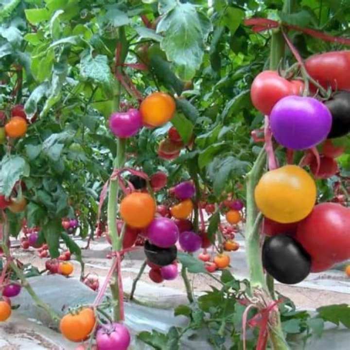 Are Rainbow tomatoes real?