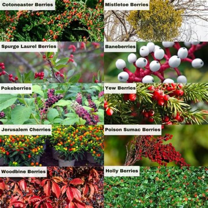 Are scarlet berries poisonous?