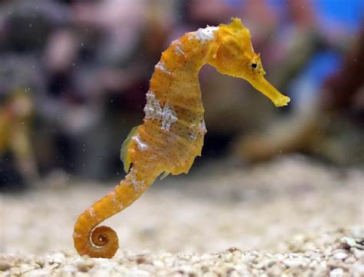 Are seahorses mammals?
