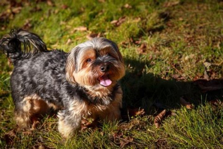 Are Shorkies aggressive? | ContextResponse.com