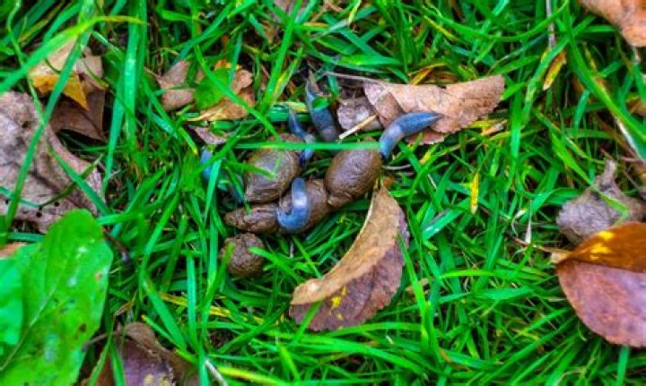 Are slugs a good omen?