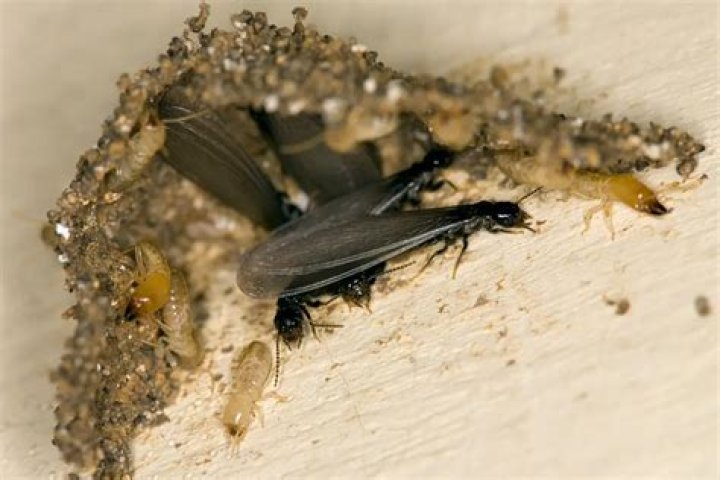 Are termites common in California?