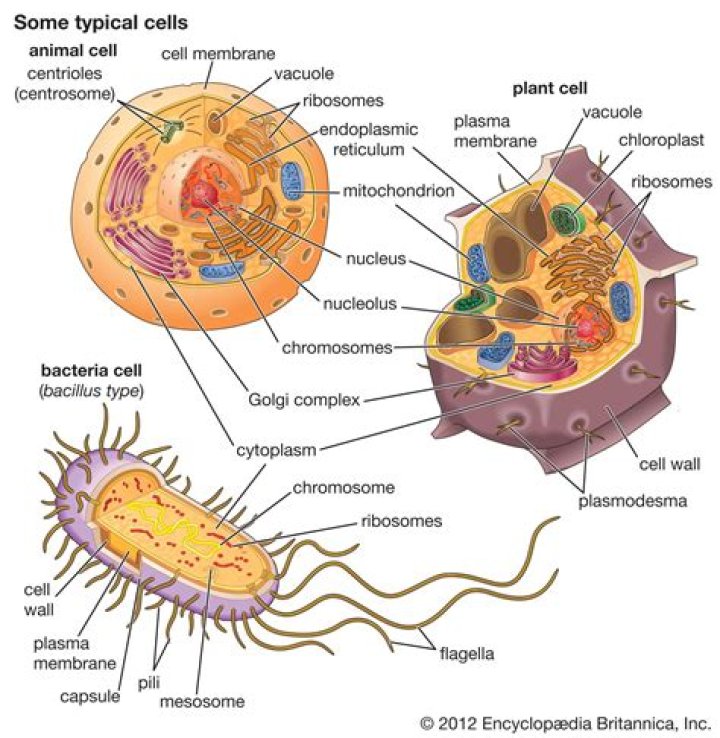 Are there any eukaryotic bacteria?