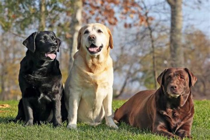 Are there different types of Labrador Retrievers?