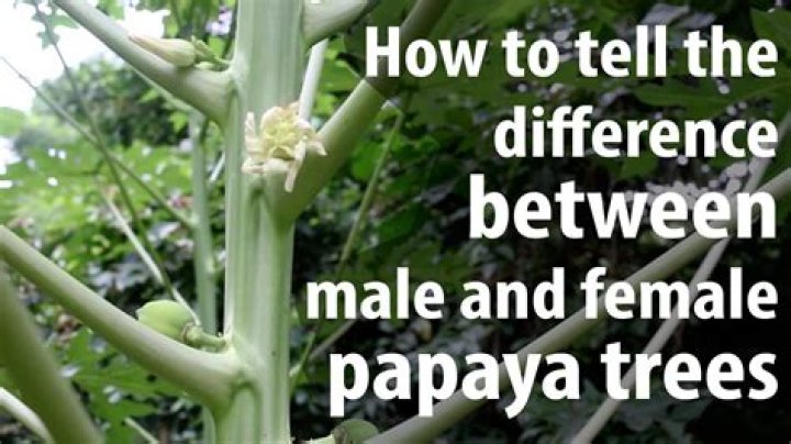 Are there male and female papaya trees?