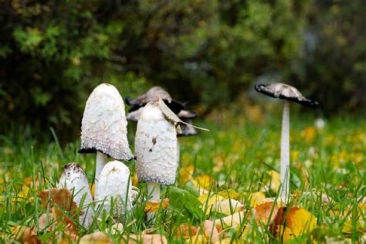 Are there poisonous mushrooms in North Carolina?