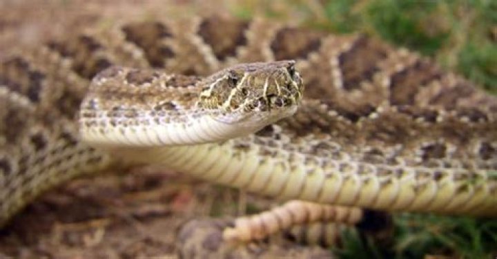 Are there poisonous snakes in Idaho?
