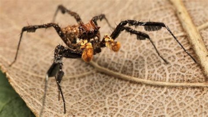 Are there poisonous spiders in Kenya?