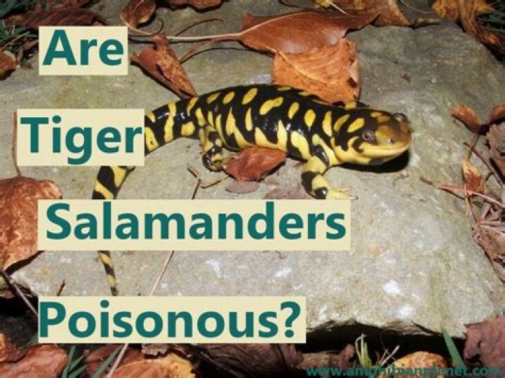 Are tiger salamander poisonous? | ContextResponse.com