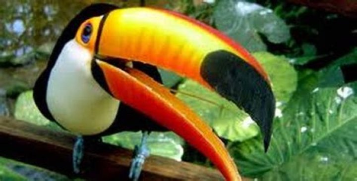 Are toucans endangered species?