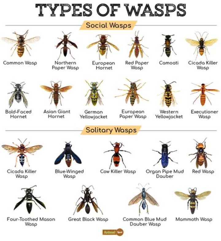 Are wasps attracted to perfume?