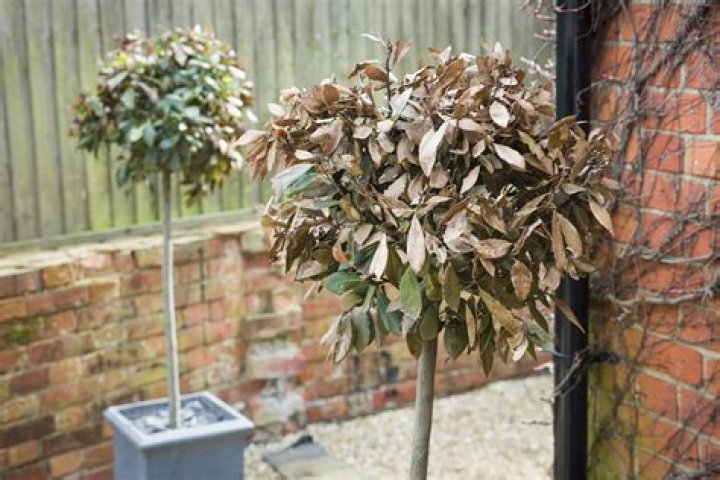At what temperature should I cover my plants?