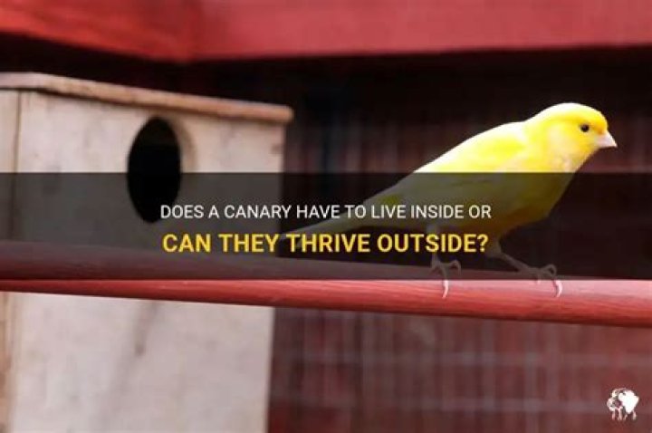 Can a canary live outside?