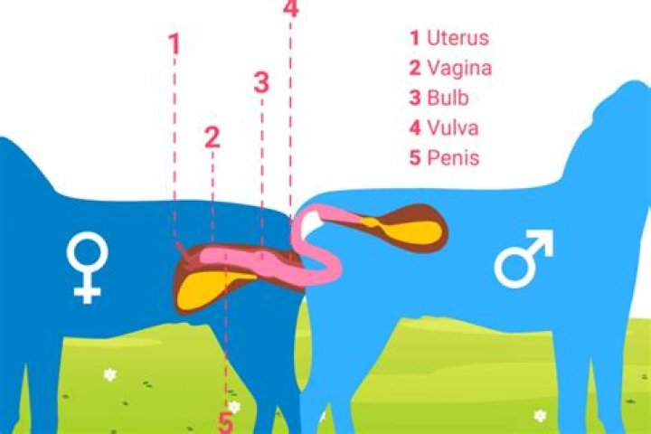 Can a male dog sense when a woman is pregnant?