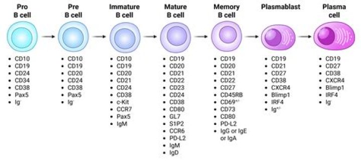 Can a naive B cell become activated on its own?