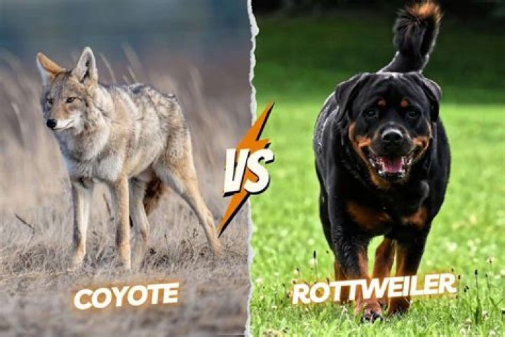Can a Rottweiler kill a leopard?