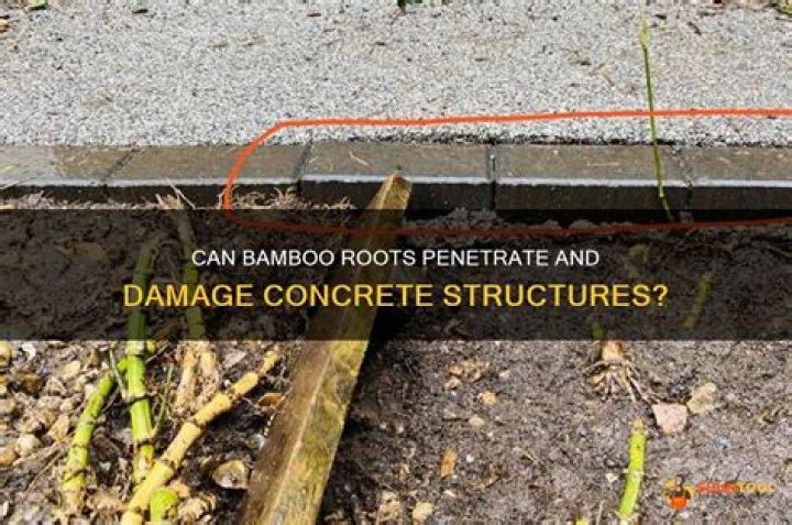 Can bamboo break through concrete?