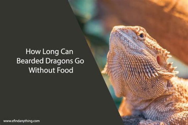 Can bearded dragons live without live food?