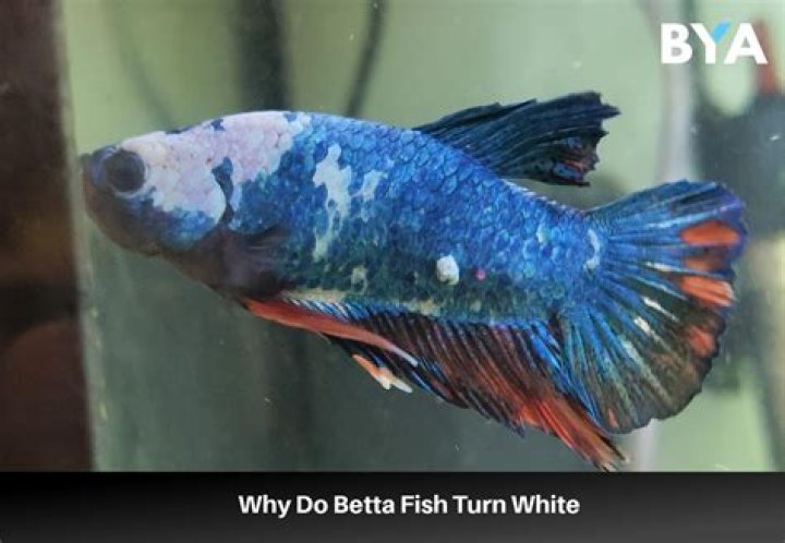 Can Bettas be white?