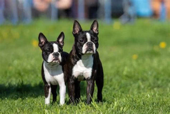 Can Boston terriers mate?