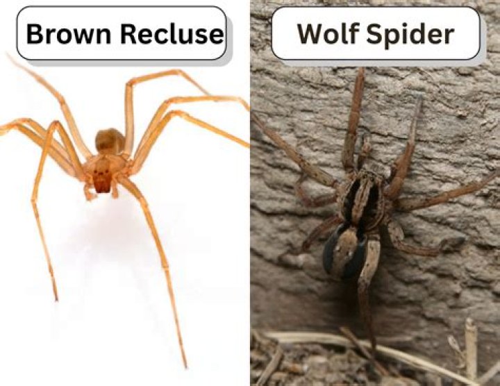 Can Brown Recluse be white?