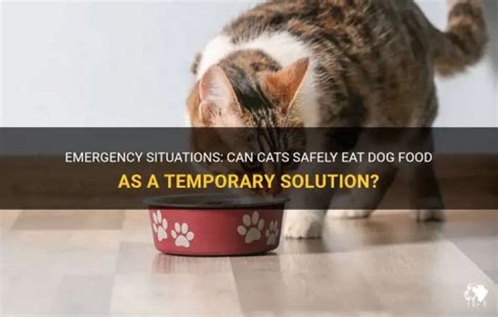 Can cats eat dog food in an emergency?
