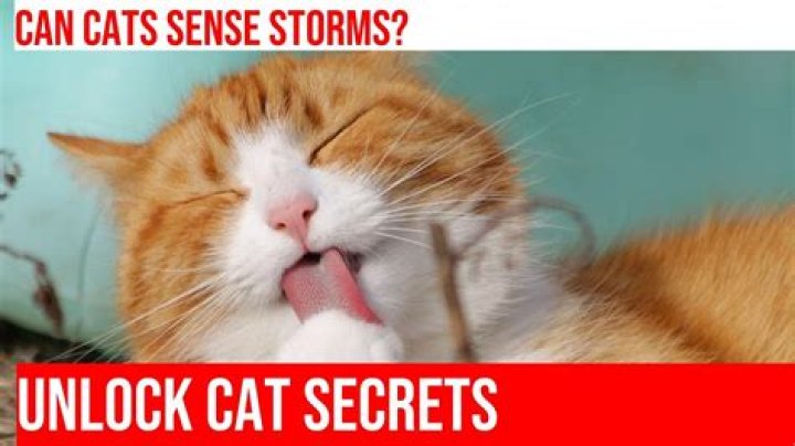 Can cats sense storms? | ContextResponse.com