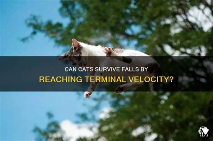 Can cats survive velocity?