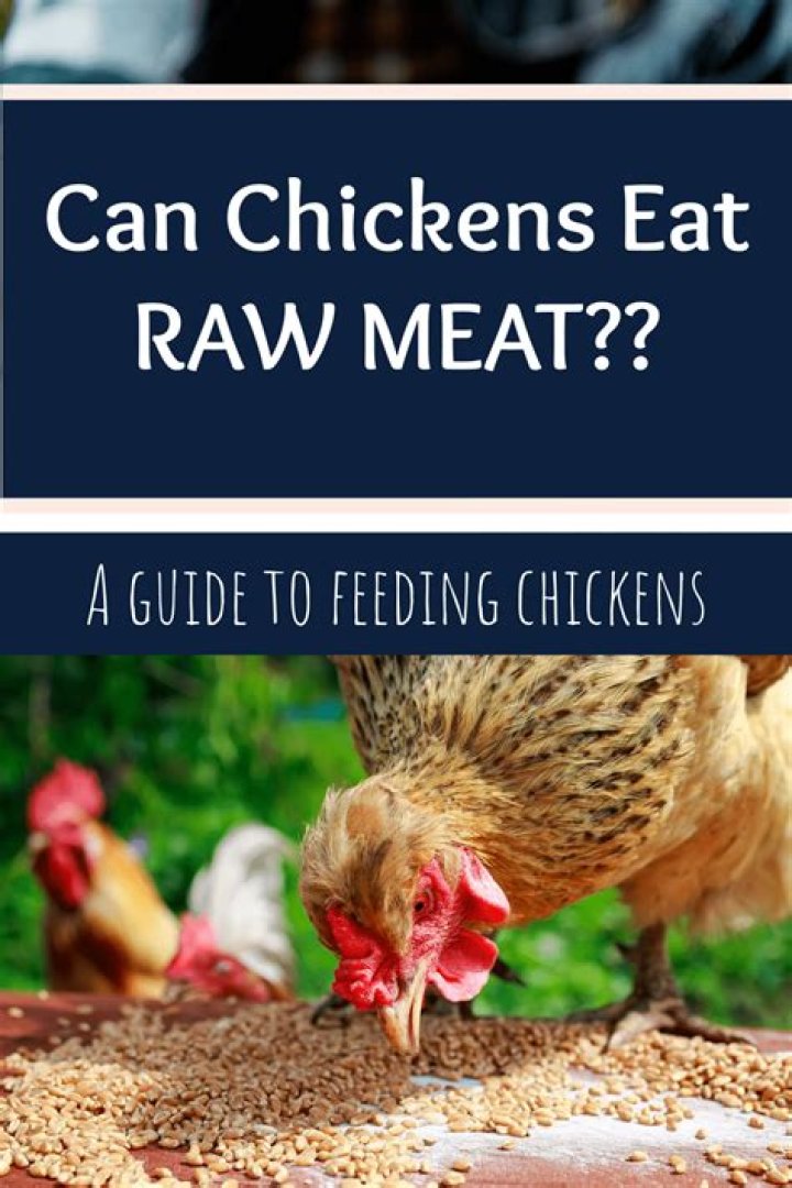 Can chickens eat raw meat?