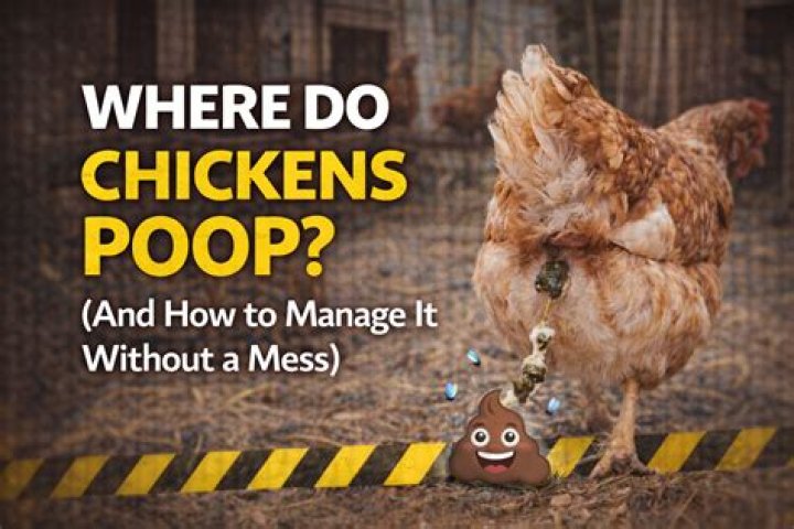 Can chickens hold their poop?